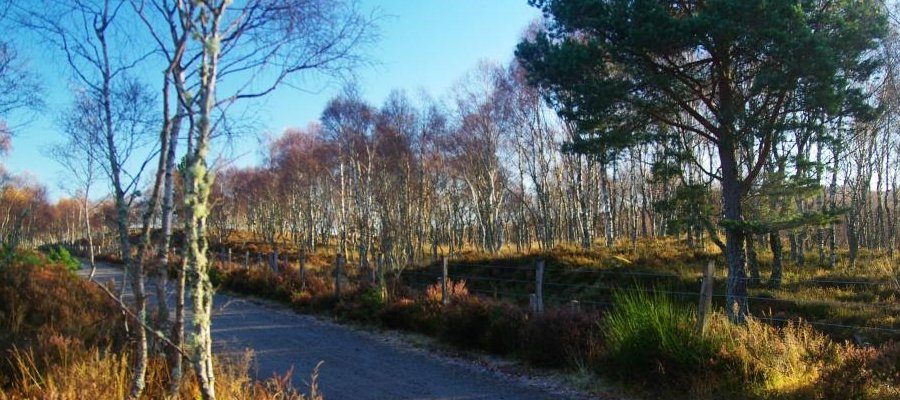 Image result for Aboyne to Dinnet walk